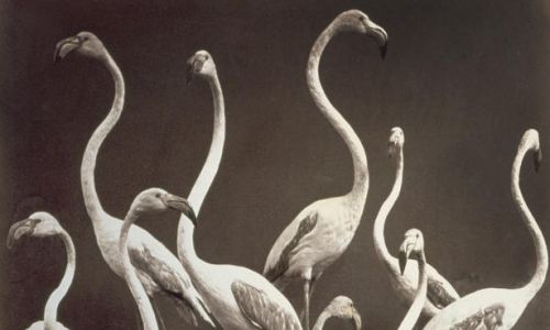 Fotoracconto "250 anni di storia naturale. La Specola di Firenze, il museo per tutti"